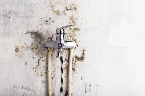 Best Kitchen Mold Remediation in Ben Avon, SC