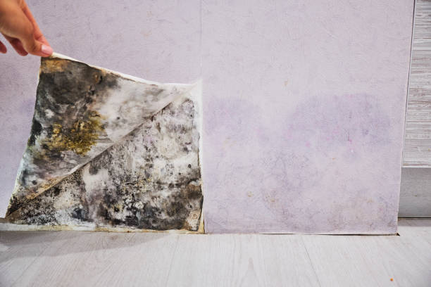 Best Post-Flood Mold Remediation in Ben Avon, SC
